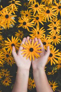 Photo by Javon Swaby on Pexels.com. A sprinkle of Black Eyed Susans with a hand holding one blossom.