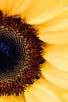 Close up of a sunflower Photo by Karolina Grabowska on Pexels.com