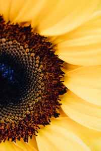 Photo by Karolina Grabowska on Pexels.com Sunflower close-up
